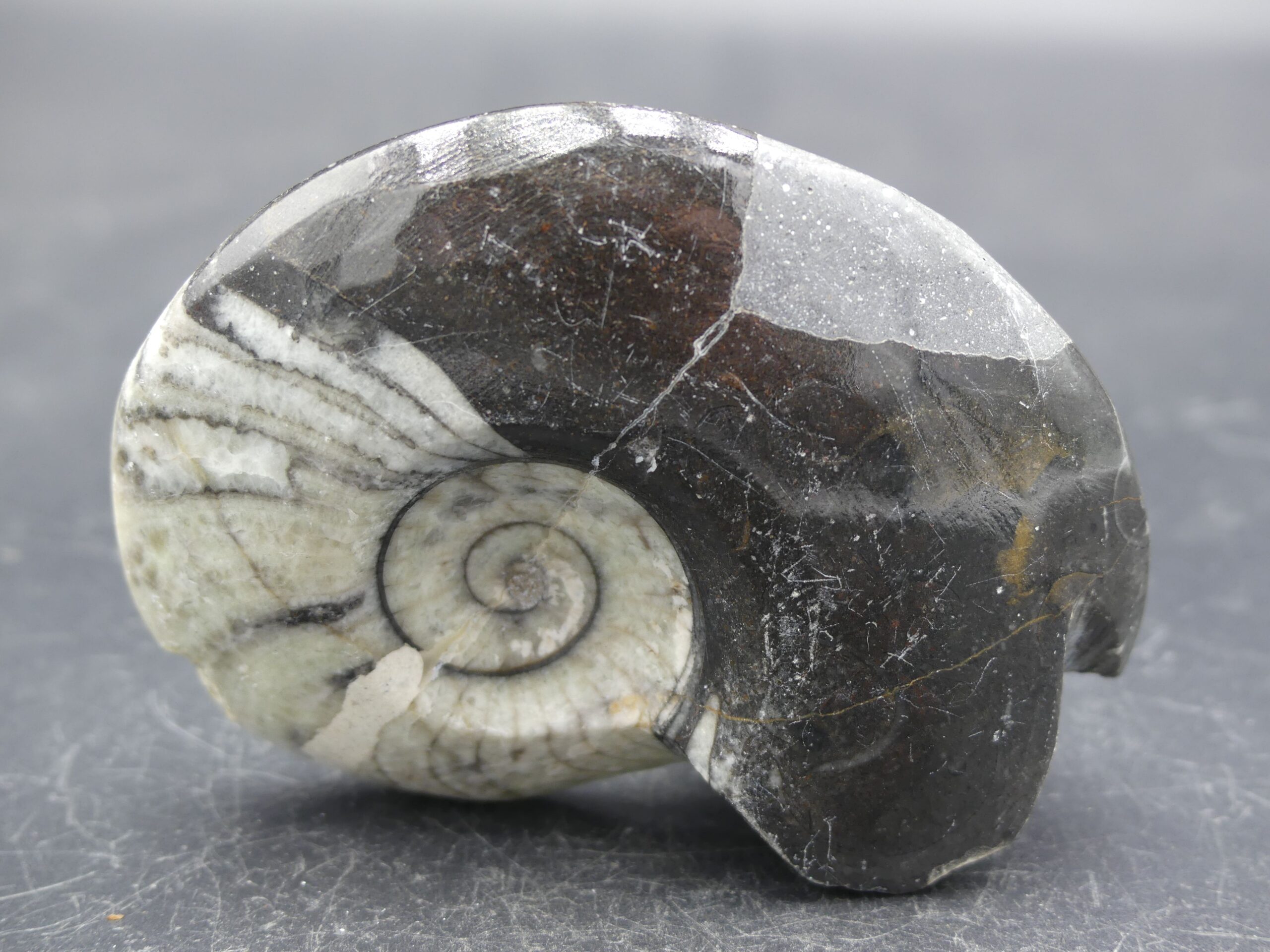 Goniatite polie (Ammonite) Maroc . référence : ammo11