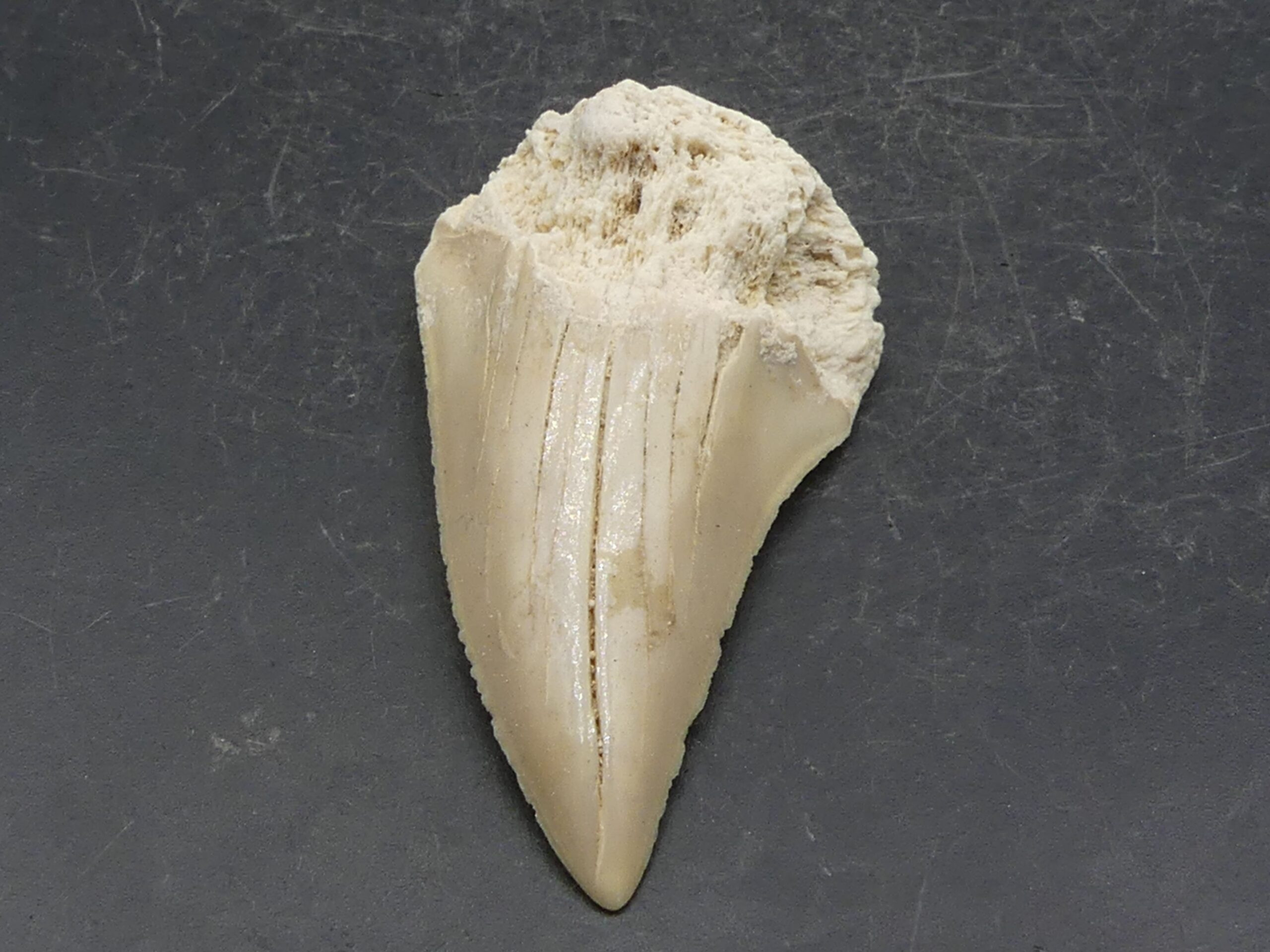 Dent de Requin Fossile (Otodus Obliquus) environ 50 millions d’années , Eocène , Maroc . référence : dent9